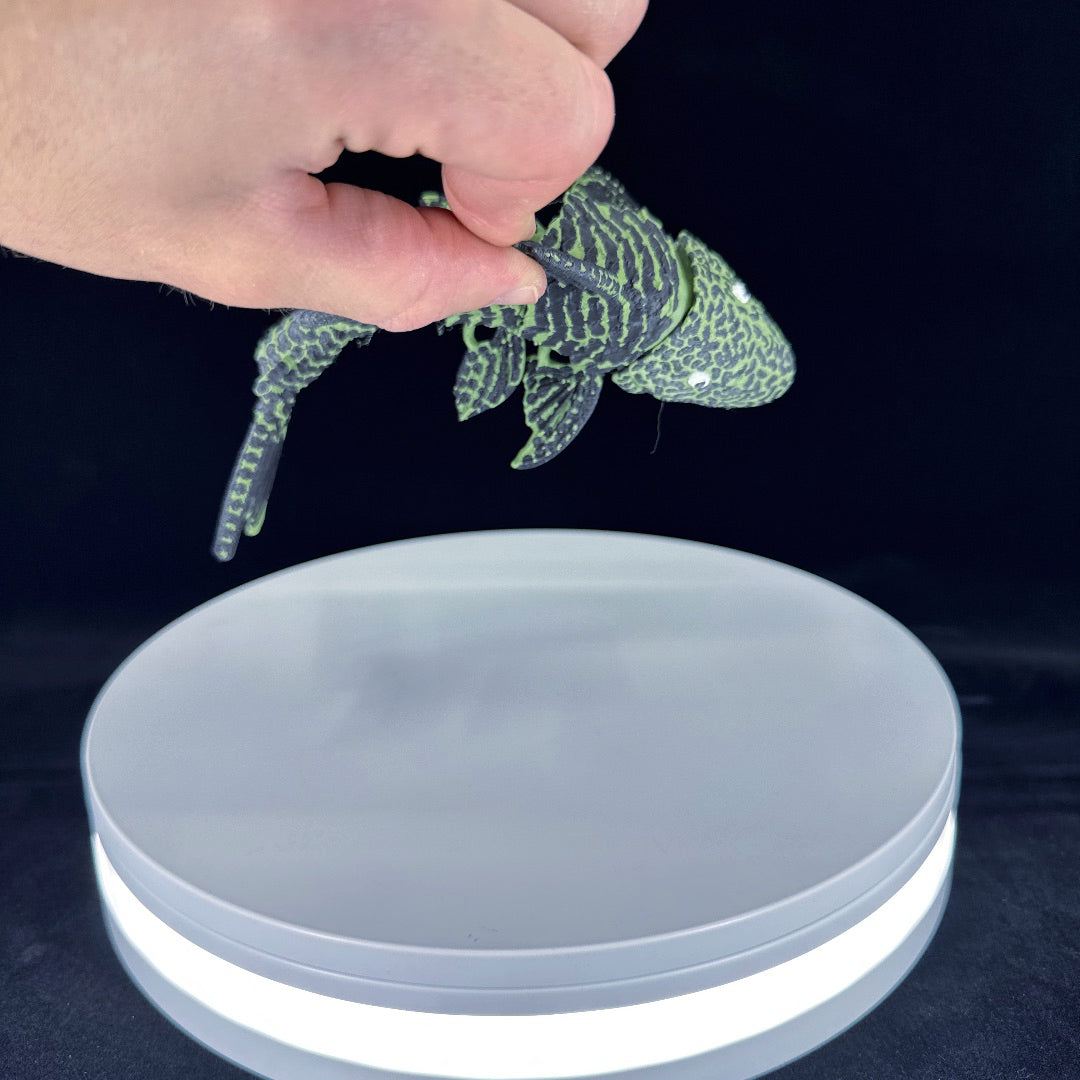 Pleco
