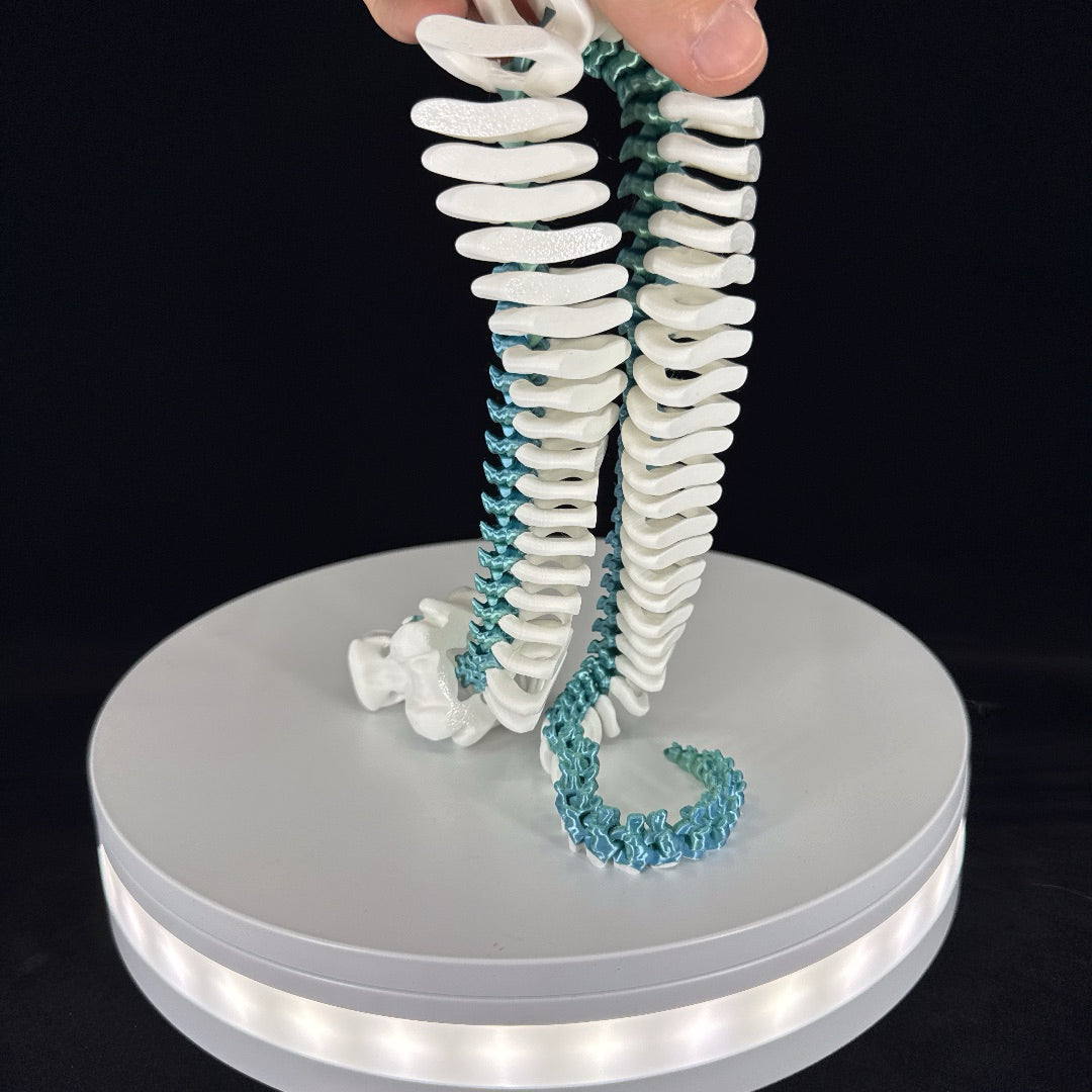Skeleton snake