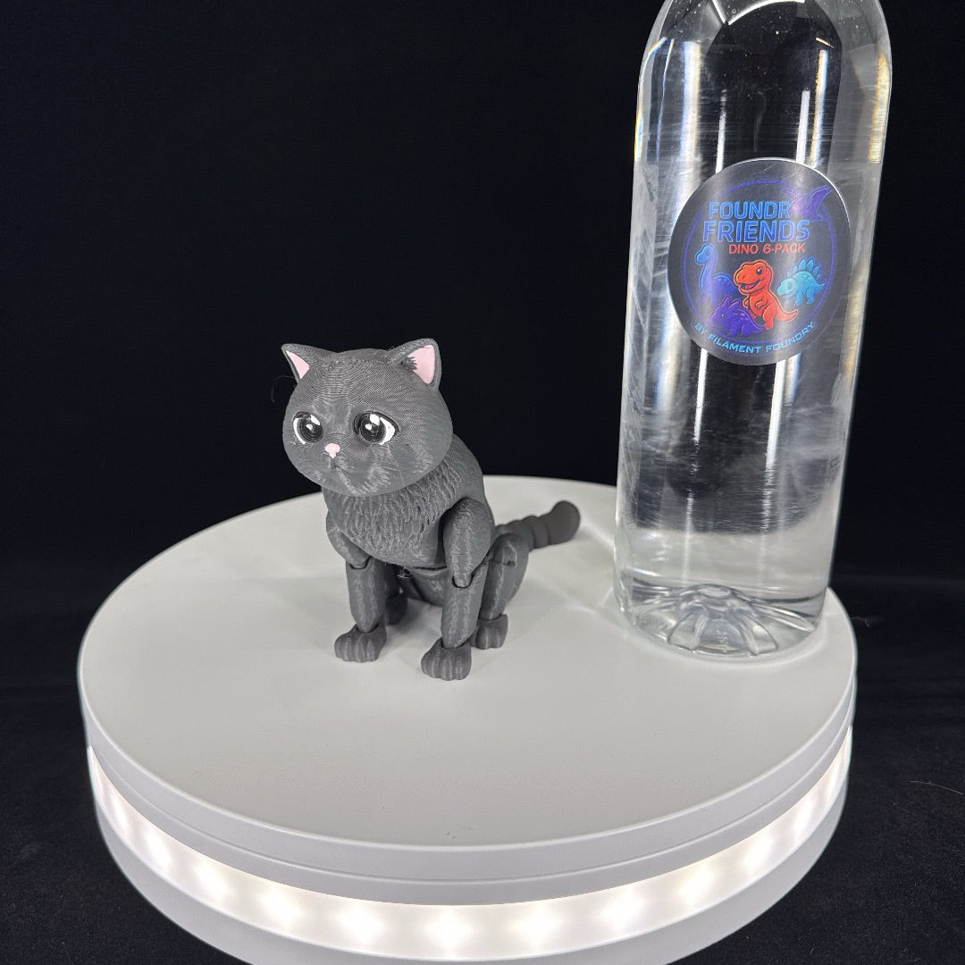 Grey shorthair cat