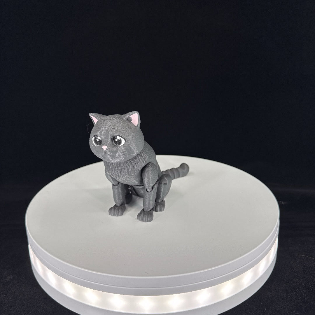 Grey shorthair cat