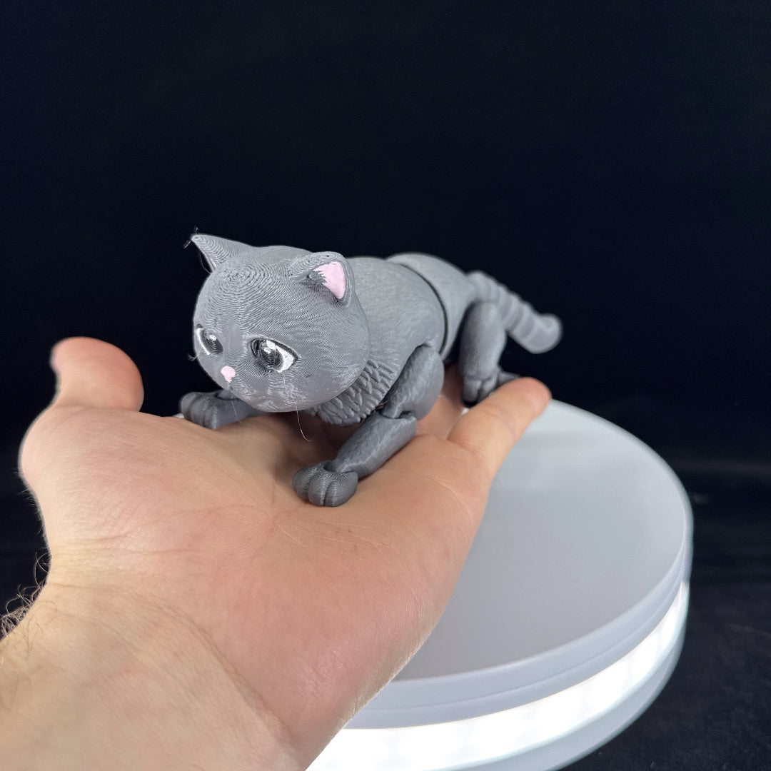 Grey shorthair cat