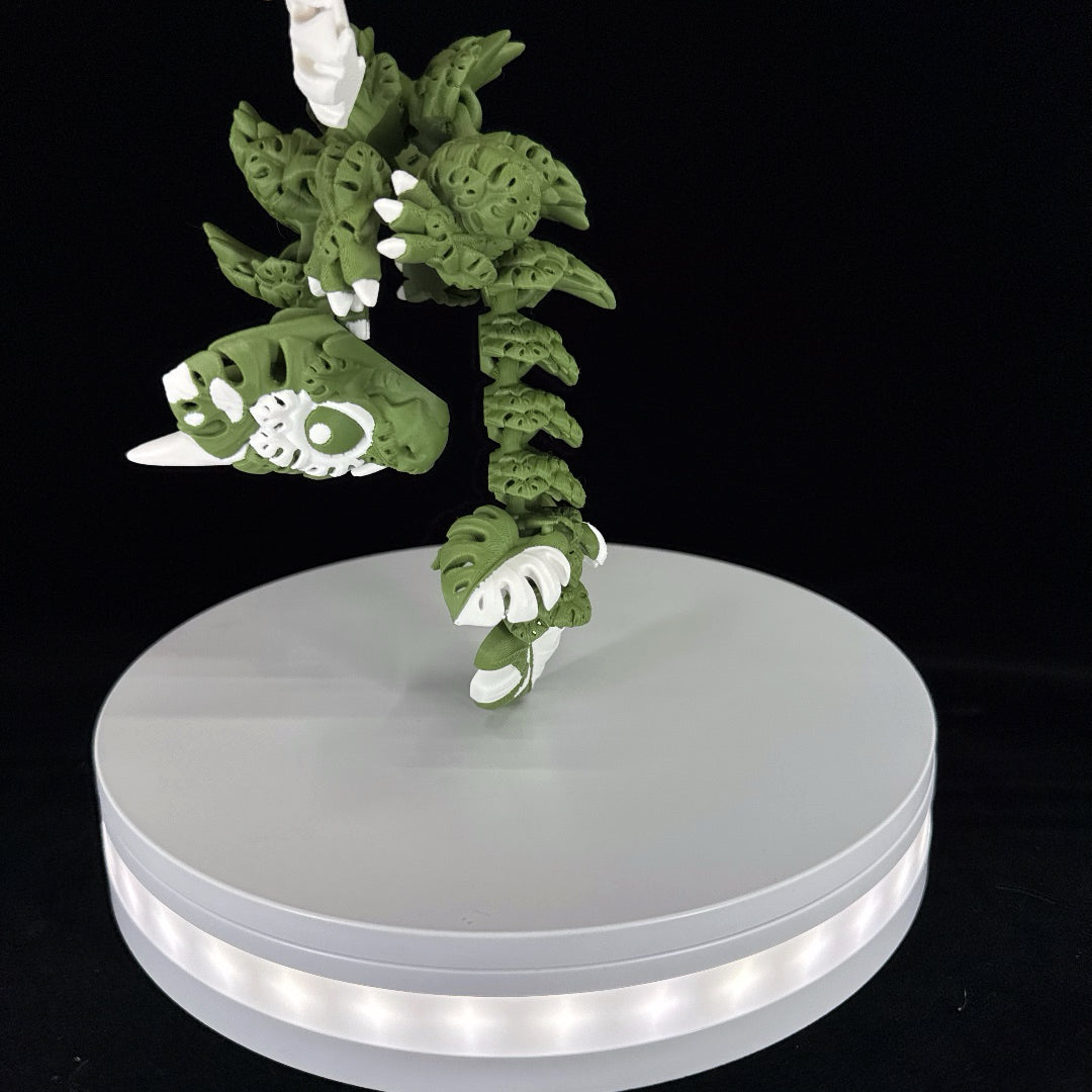 Monstera plant dragon